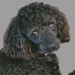 Oreo - Poodle