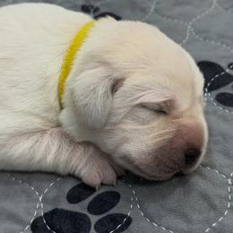 Yellow Collar - Yellow female Labrador Retriever puppy in Houston, Texas from Alpha English Labs