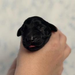 Blue Boy - Black male Flat-Coated Retriever puppy in Mechanicsville, Virginia from Flatline Flat-Coated Retrievers