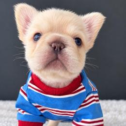 Nanook-Cool Name, Warm Heart - Cream male French Bulldog puppy in Porter, Texas from Whatabulldog