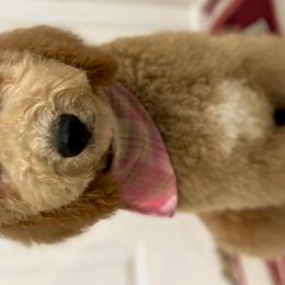 Goldendoodles from M&C Village Goldendoodles