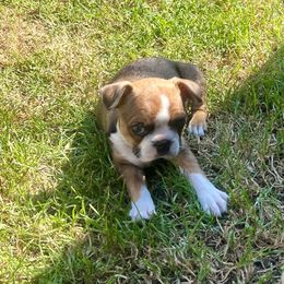 Girl 3 - Red female Boston Terrier puppy in Arlington, Washington from Valerie’s Boston Terriers