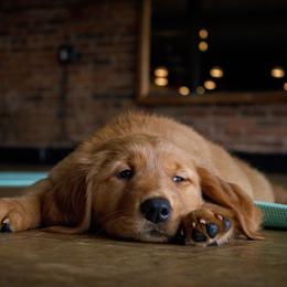 Golden Retriever Puppies from Northern Lights Goldens