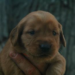 Torchic - Dark golden female Golden Retriever puppy in Minneapolis, Minnesota from Firestorm Goldens