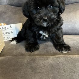 Joy - Black female Miniature Schnauzer puppy in Stuart, Iowa from Johnson Family Corgis and more