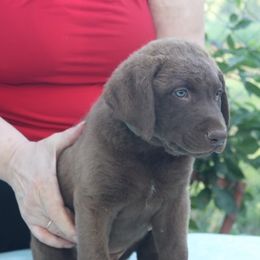 Boy 3- Green Collar - Dark brown Chesapeake Bay Retriever puppy in Eureka, Kansas from Eska Creek Chesapeakes