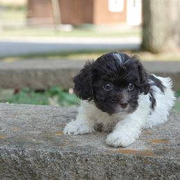 Emily - Chocolate and white female Havapoo puppy in Bowling Green, Kentucky from Denise Clark