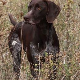 German Shorthaired Pointers from Timber Hill