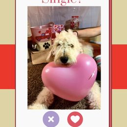 Goldendoodle Puppies from Casita Goldendoodles