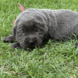Leia (Pink Collar) - Charcoal female Dilute Retriever puppy in Little Rock, Arkansas from Charcoal And Silver Labs