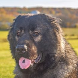Caucasian Shepherd Dogs from Guardian Angel Caucasian Shepherds