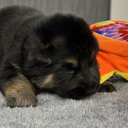 Girl 4 orange - Black and tan female German Shepherd puppy in Sharon Grove, Kentucky from Julie’s Shepherds