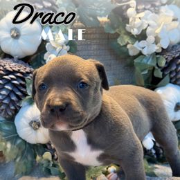 Draco - Blue male American Bully puppy in Virginia from Terminal Velocity Kennels LLC