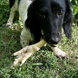 Dachshunds from KDT Dachshunds