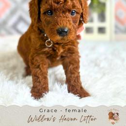 Grace - Red  female Goldendoodle puppy in Atlanta, Georgia from Teddy Puppies