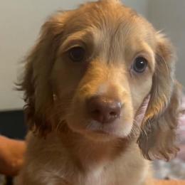 Tripp - Cream male Dachshund puppy in Centerville, Georgia from Mel's LowRider Ranch