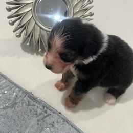 JACK - Black tri-color male Australian Shepherd puppy in Prescott Valley, Arizona from Cu2 Aussies