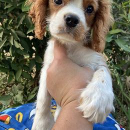 Cavalier King Charles Spaniel Puppies from Purple Moon Cavaliers