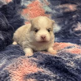 Trenton - Lavender male Pomsky puppy in Bucyrus, Missouri from Hill Top Pomskies