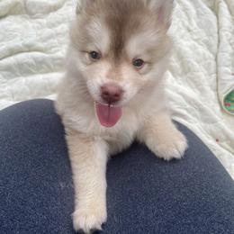 Pomsky Puppies from Blue Sky Pomsky