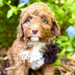 Vacation MINI - Red  female Goldendoodle puppy in Naples, Florida from Paradise Coast Doodles