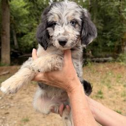 Aussiedoodle, Bordoodle, Goldendoodle, and Poodle Puppies from Korbella Farm