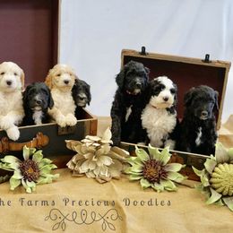 Goldendoodle and Sheepadoodle Puppies from The Farms Precious Doodles