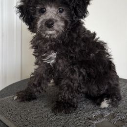 AKC Tiny Silver Boy - Silver male Poodle puppy in Austin, Texas from C & C Texas Toy Poodles
