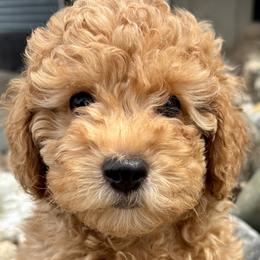 Poodle puppies from Petite Joie Puppies