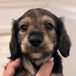 Onyx - Black male Dachshund puppy in Miami, Florida from Maitime Dachshund