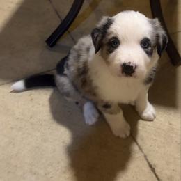 Jasper - Blue merle male Australian Shepherd puppy in Cypress, Texas from Cypress Aussies