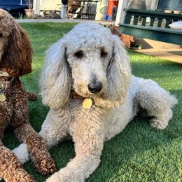 Poodles from Solid Rock Ranch Poodles
