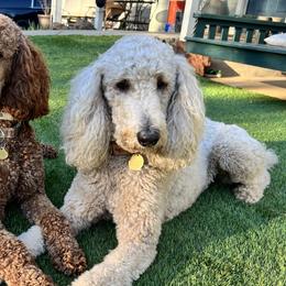 Poodles from Solid Rock Ranch Poodles