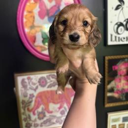 Maple - Cream female Dachshund puppy in Coatesville, Indiana from ADH Dachshunds