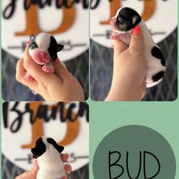 Bud - Black and tan male Chihuahua puppy in Harrison, Michigan from Cloud9 Chihuahuas