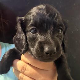 Booker-Boy 3 - Black male Dachshund puppy in Bigfork, Minnesota from Dachshunds Up North