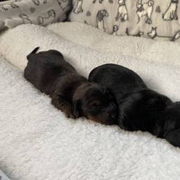 Dachshund Puppies from Cromwell Cogsworth Dachshunds of South West Michigan