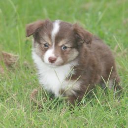 Elena - Red tri female Toy Australian Shepherd puppy in Bogata, Texas from Maple Creek Run
