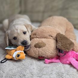 Girl 1 - Yellow female Labrador Retriever puppy in Grand Rivers, Kentucky from Big Water Dreams Retrievers