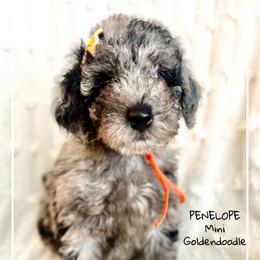 PENELOPE - Merle female Goldendoodle puppy in Houston, Texas from Pia’s Doodle Poodle Wag