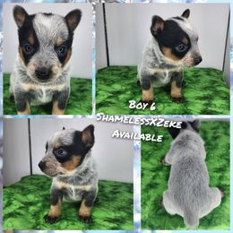 Boy 6 - Blue male Australian Cattle Dog puppy in Bradford, Arkansas from Cedar Rock Heelers and Kelpies