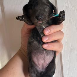Winifred 'Winnie' - Dapple female Dachshund puppy in Springfield, Tennessee from Savannah’s Doxie Palace