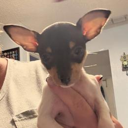 Pup Z - White black and tan female Toy Fox Terrier puppy in Clermont, Florida from Debbie Hiles's Toy Fox Terriers
