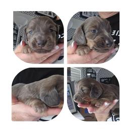 Blue based shaded cream - Blue and cream male Dachshund puppy in Port Charlotte, Florida from Vicki's Dachshund Crossing