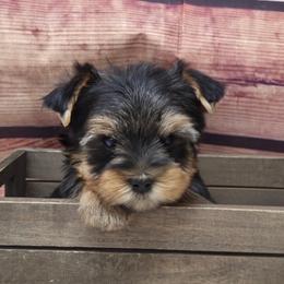Scout - Blue and gold male Yorkshire Terrier puppy in Monticello, Iowa from Ashley’s Puppies