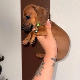 Pinocchio. ready to go - Red male Dachshund puppy in Midland, Texas from The Barefield Doxies