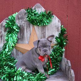 French Bulldog Puppies from Antietam Creek French Bulldogs