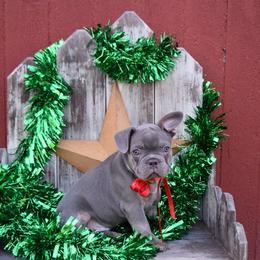 French Bulldog Puppies from Antietam Creek French Bulldogs