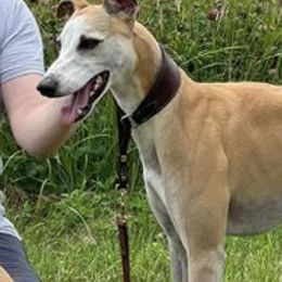 Whippets from Wild About Whippets