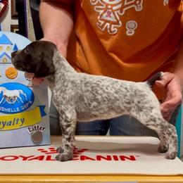 Prince Florian - Liver and white male German Shorthaired Pointer puppy in North Branch, Minnesota from Chrishelle Farm